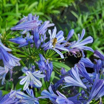 Zwerg-Schmucklilie (Agapanthus africanus) Charlotte