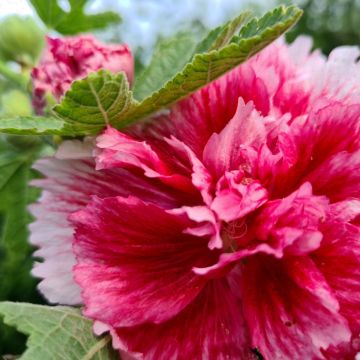 Stockrose (Alcea rosea) Fiesta Time