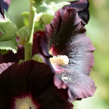 Stockrose (Alcea rosea var nigra) schwarz / einfach