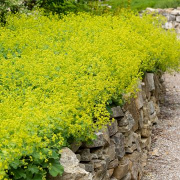 Frauenmantel (Alchemilla mollis) Irish Silk