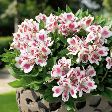 Niedrige Inkalilie (Alstroemeria) INTICANCHA White Pink Blush