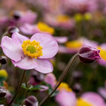 Herbstanemone (Anemone) LITTLE BREEZE Candy