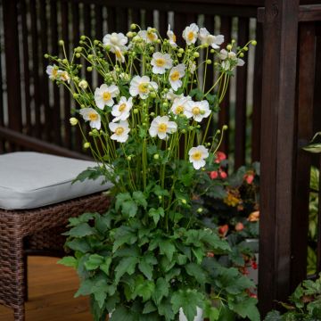 Herbstanemone (Anemone) SUMMER BREEZE Snow