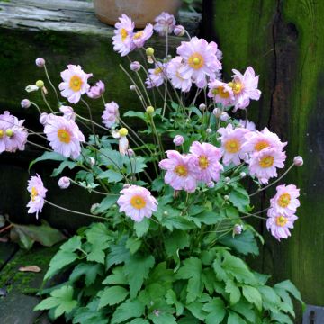 Herbst Anemone (Anemone hupehensis) PRETTY LADY Emily