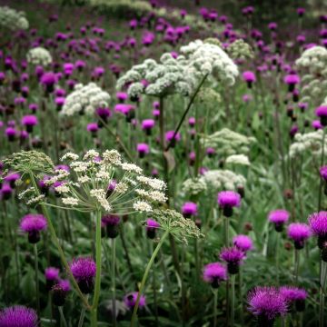 Echter Engelwurz (Angelica archangelica) Angelika