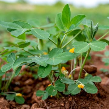 Erdnuss (Arachis hypogaea) Mandala