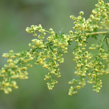 Chinesischer Beifuß (Artemisia annua) 