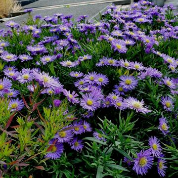 Kissenaster (Aster) Blue Lapis