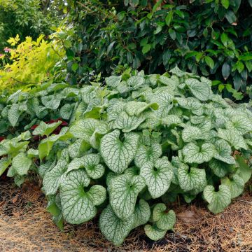 Silbriges Kaukasusvergissmeinnicht (Brunnera macrophylla) Alexander's Great