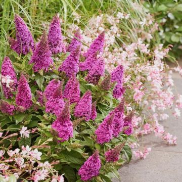 Zwerg-Schmetterlingsflieder (Buddleja davidii) BUTTERFLY CANDY Candy Cerise