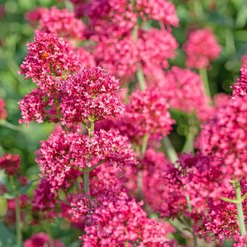 Rote Spornblume (Centranthus ruber ) Coccineus 