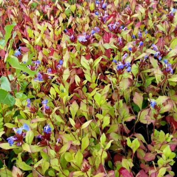 Bleiwurz (Ceratostigma plumbaginoides) Gentian Blue