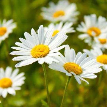 Hohe Margerite (Chrysanthemum leucanthemum) May Queen / Maikönigin