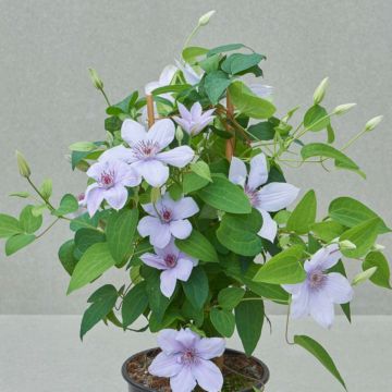 Waldrebe (Clematis) Bernadine Boulevard Evipo061