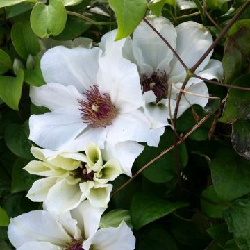 Waldrebe (Clematis) Ninon Boulevard Evipo052