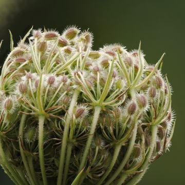 Wilde Möhre (Daucus carota) 