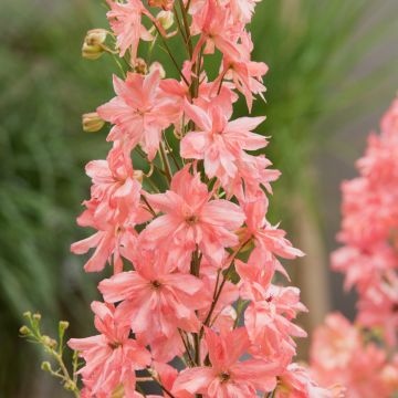 Rittersporn (Delphinium x cultorum) Princess Caroline