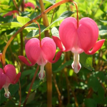 Tränendes Herz (Dicentra spectabilis) Rosa