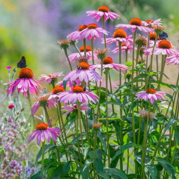 Roter Sonnenhut (Echinacea purpurea) Scheinsonnenhut 