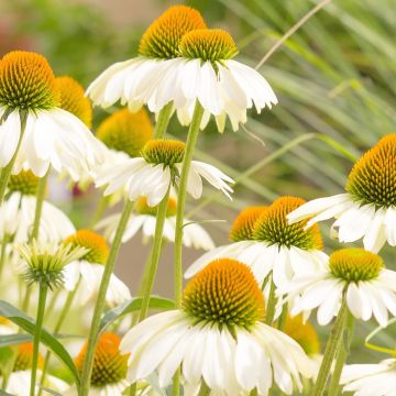 Weißer Sonnenhut (Echinacea purpurea) White Swan