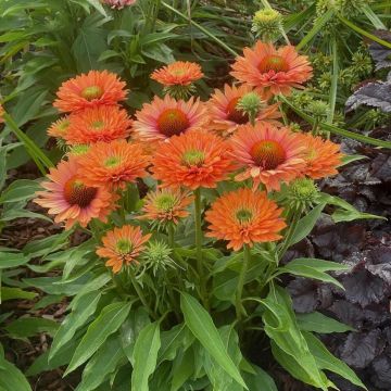 Sonnenhut (Echinacea) SUNSEEKER Pumpkin Pie