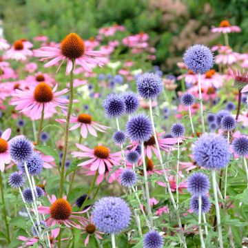 Kugeldistel (Echinops ritro)