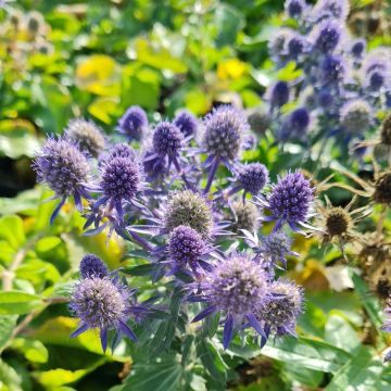 Edeldistel (Eryngium planum) Blue Hobbit