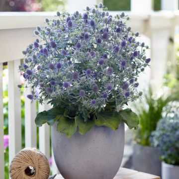 Edeldistel (Eryngium planum) MAGICAL Blue Globe