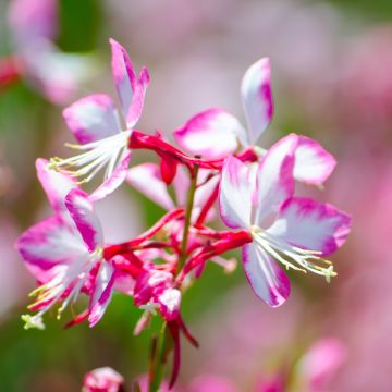 Prachtkerze (Gaura lindheimerii) Rosy Jane