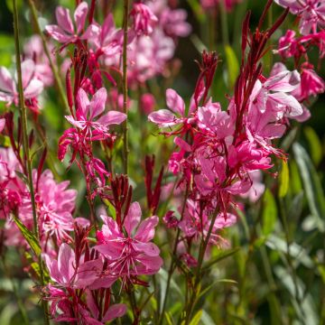 Prachtkerze (Gaura lindheimerii) Siskiyou Pink