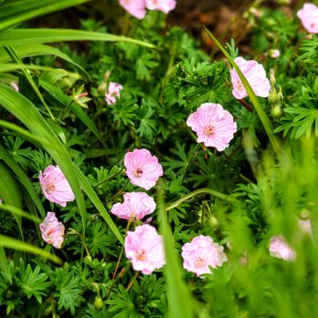 Zartrosa Storchschnabel (Geranium sanguineum) VISION Pink