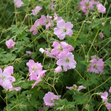 Storchschnabel (Geranium x cultorum) Dreamland