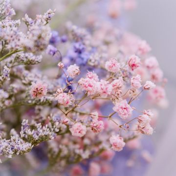 Niedriges Schleierkraut (Gypsophila paniculata ) FESTIVAL Pink Lady