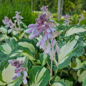 Bergfunkie (Hosta sieboldiana) Hans