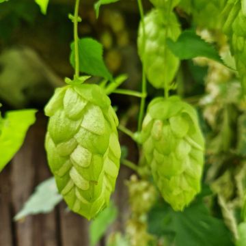 Wilder Hopfen (Humulus lupulus) Jupiter