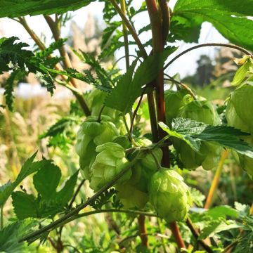 Wilder Hopfen (Humulus lupulus) Jupiter