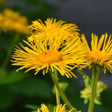 Riesen-Alant (Inula magnifica) 