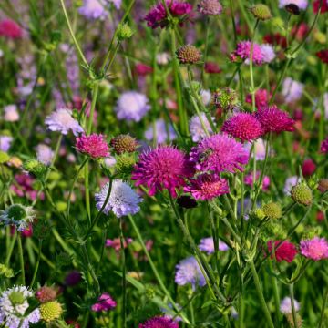 Mazedonische Witwenblume (Knautia macedonica) Melton Pastels