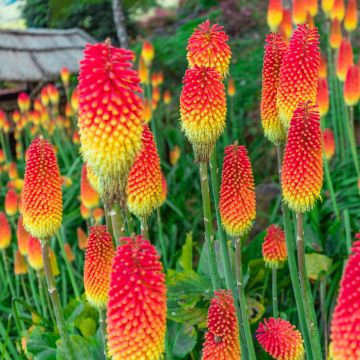 Fackellilie (Kniphofia) PYROMANIA Backdraft