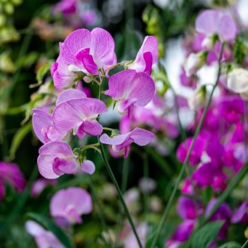 Staudenwicke - Platterbse (Lathyrus latifolius) Pink PEARL