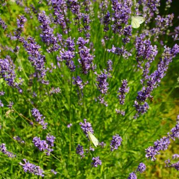 Lavendel (Lavandula angustifolia) Grosso Ornamental