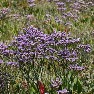 Breitblättriger Meerlavendel (Limonium latifolium) 