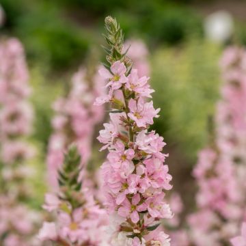 Blutweiderich (Lythrum salicaria) Blush