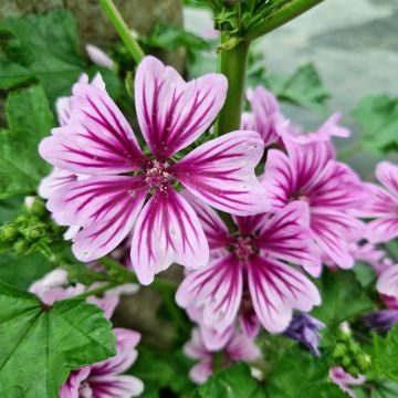 Malve (Malva sylvestris) Zebrina