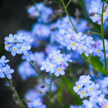 Wald-Vergissmeinicht (Myosotis sylvatica) Victoria Indigoblau