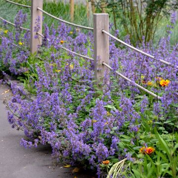 Großblumige Katzenminze (Nepeta grandiflorum) Summer Magic