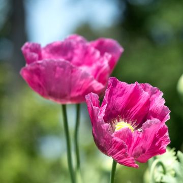 Türkischer Mohn (Papaver orientale) Pink Perfection