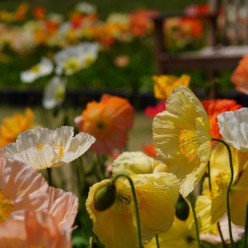 Islandmohn (Papaver nudicaule) Pop UP Mix