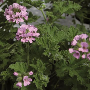 Duftgeranie (Pelargonium species) GRANDEUR Odorata Rose