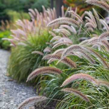 Lampenputzergras (Pennisetum alopecuroides) Hameln